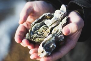 Good Health NZ - oysters