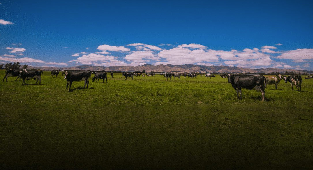  New Zealand Goats’ Milk Powder by Goodhealth