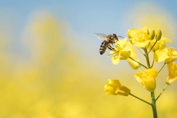 Bee Pollen: The Superfood You Didn’t Know You Needed