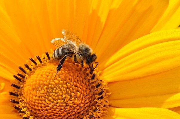 Propolis: Bee Nutrition That Supports Your Everyday Wellness
