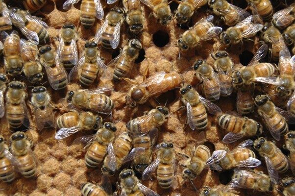 Royal Jelly & 10-HDA: Nature’s Unique Nutrient