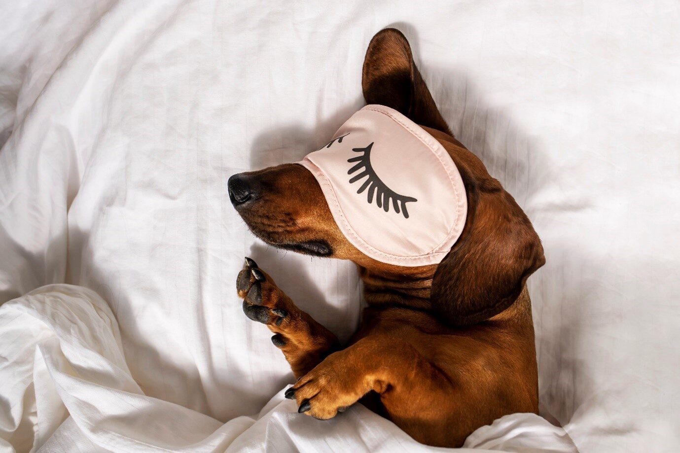 The Importance of ZZZing in Earnest—6 Tips to Support Sleep by Good Health