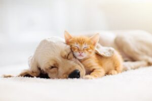Good Health NZ - sleepy pets