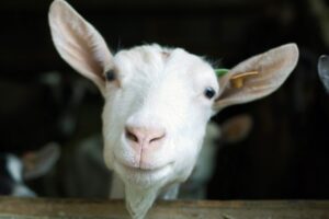 Goat Milk: Nature’s Nourishing Dairy Alternative 1 Good Health NZ - Goat1