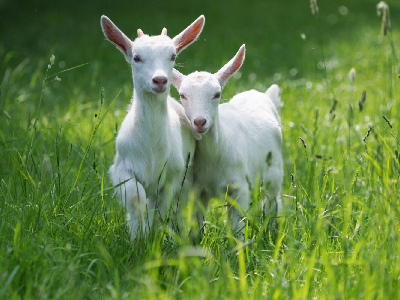 Goat Milk: Nature’s Nourishing Dairy Alternative by Good Health