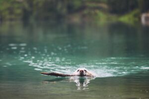 Good Health NZ - beaver water